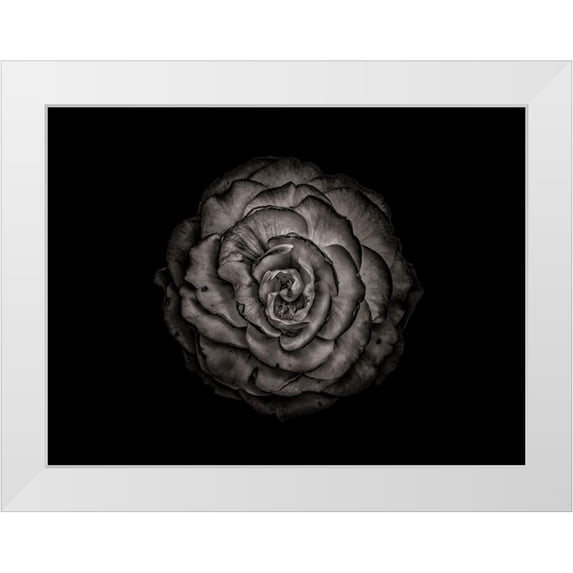 Carson, Brian 24x19 White Modern Wood Framed Museum Art Print Titled - Backyard Flowers Black and White 85