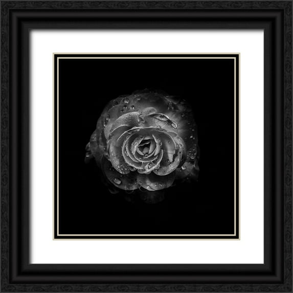 Carson, Brian 26x26 Black Ornate Wood Framed with Double Matting Museum Art Print Titled - Black And White Begonia I