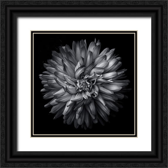 Carson, Brian 26x26 Black Ornate Wood Framed with Double Matting Museum Art Print Titled - Black and White Petals