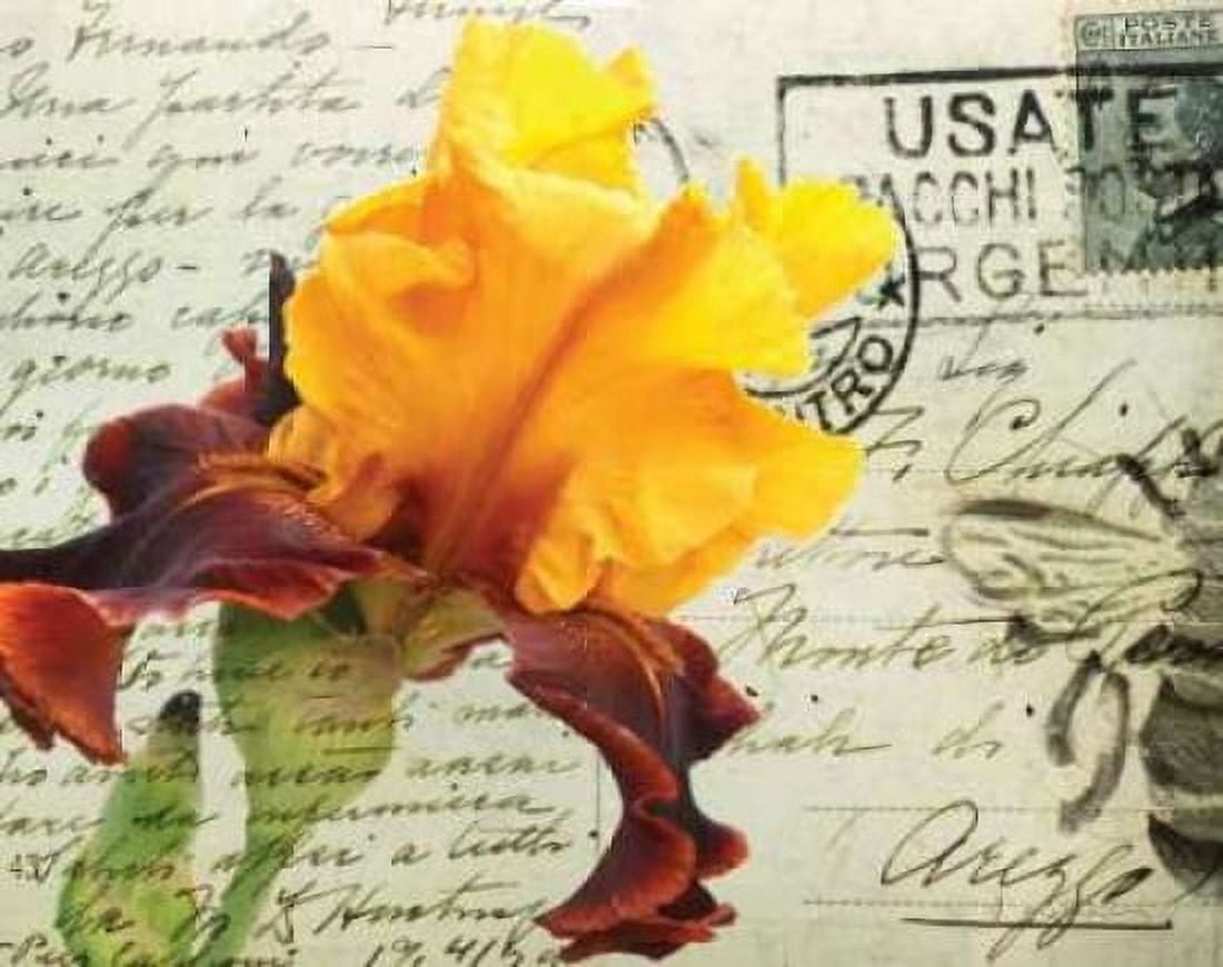 Carte Postale Iris Canvas Art - Amy Melious (22 x 28)