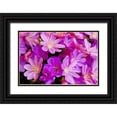 thumbnail image 1 of Carter, Jean 18x13 Black Ornate Wood Framed with Double Matting Museum Art Print Titled - USA, Oregon Columbian lewisia flowers close-up, 1 of 4