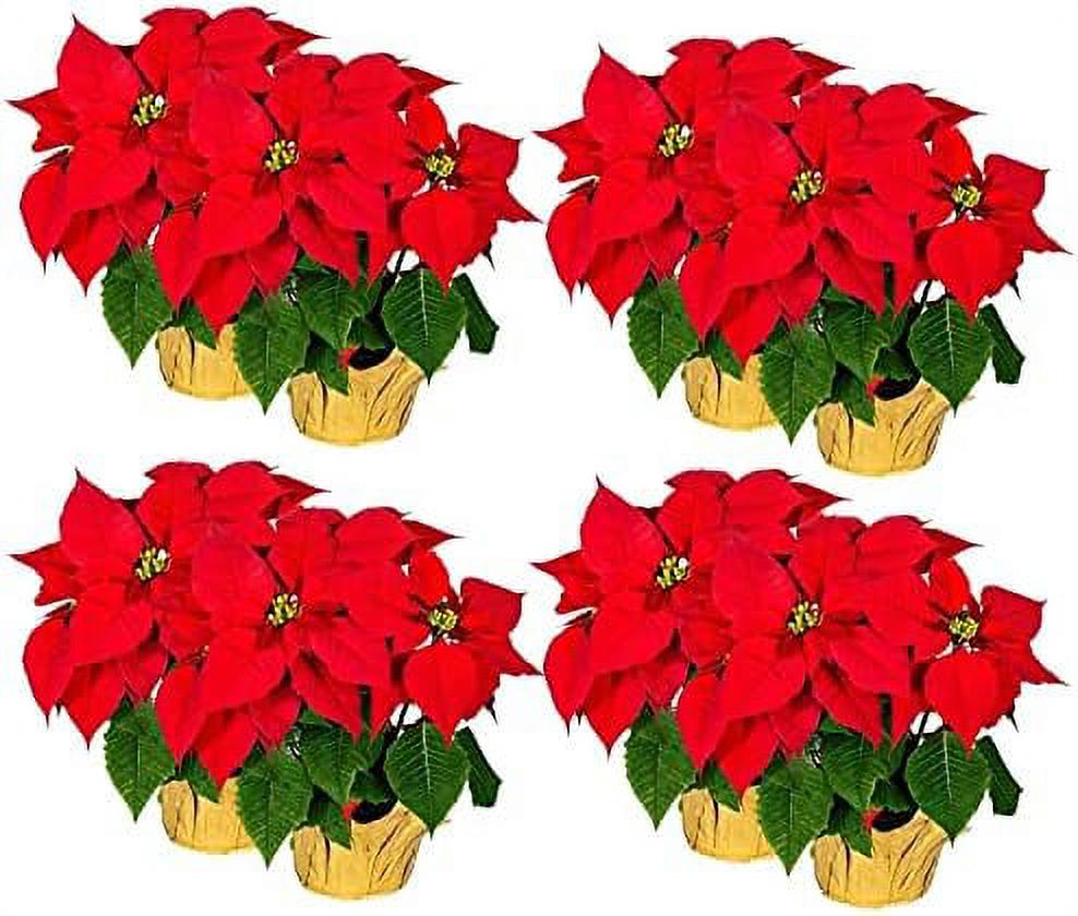 Carton of 8 Artificial Silk Poinsettia Plants, 17" Tall x 15