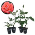 thumbnail image 1 of Cary Grant Rose Bush - 4 Live Starter Plants in 2 Inch Pots - Beautifully Fragrant Hybrid Tea Rose from Florida - A Versatile Beauty with a Rich Fragrance, 1 of 6
