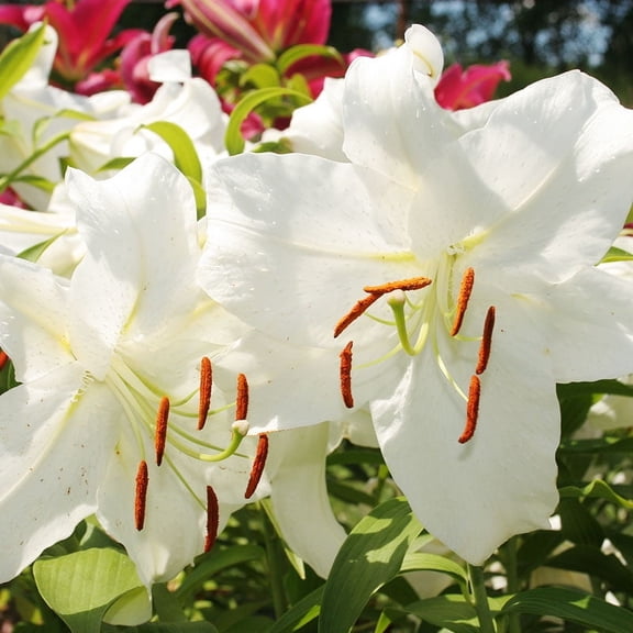 Casa Blanca Oriental Lilies Flower Bulbs - 3 Lily Bulbs per Pack - Pleasantly Scented - Attracts Butterflies and Hummingbirds - Good as Cut Flowers - Grows Well In Containers - Perennializing Garden