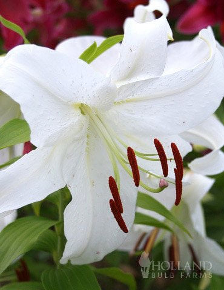 10 Casa Blanca Lily Bulbs - Walmart.com