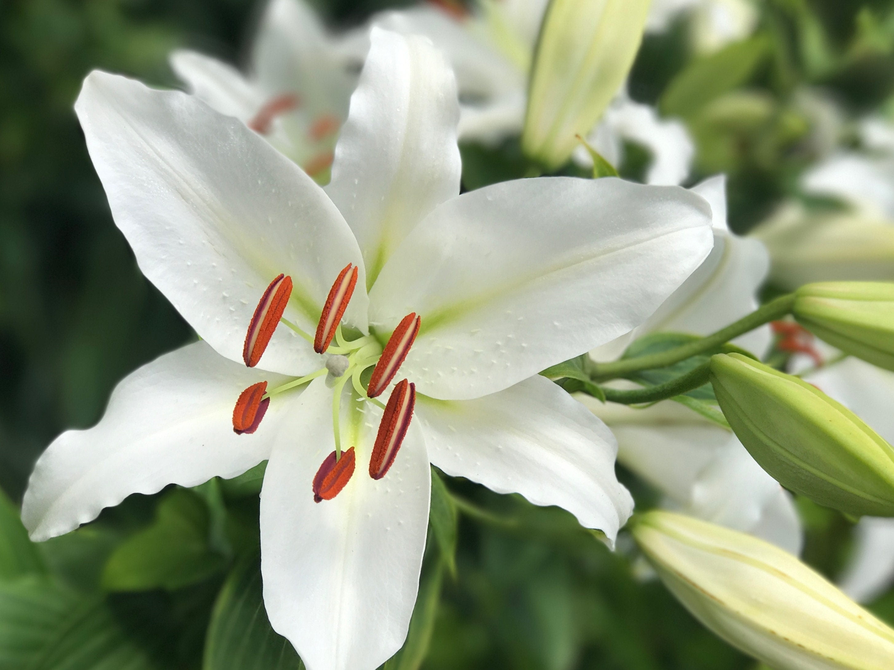 Casa Blanca Trevi Oriental Lily (3 Bulbs) - Flourishing Venture