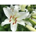 thumbnail image 1 of Casa Blanca Trevi Oriental Lily (3 Bulbs) - Flourishing Venture, 1 of 3