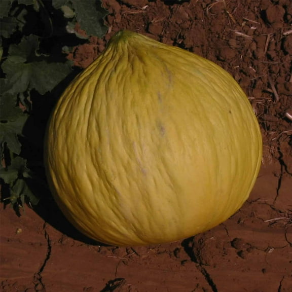 Casaba Melon Garden Seeds - Golden Beauty - 5 Lbs - Non-GMO, Heirloom Vegetable Gardening Seeds - Fruit