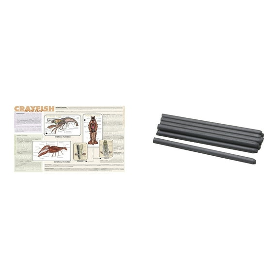 Casafoyer Laminated Crayfish Dissection Mat and Carbon Rod Combo Kit for STEM Education