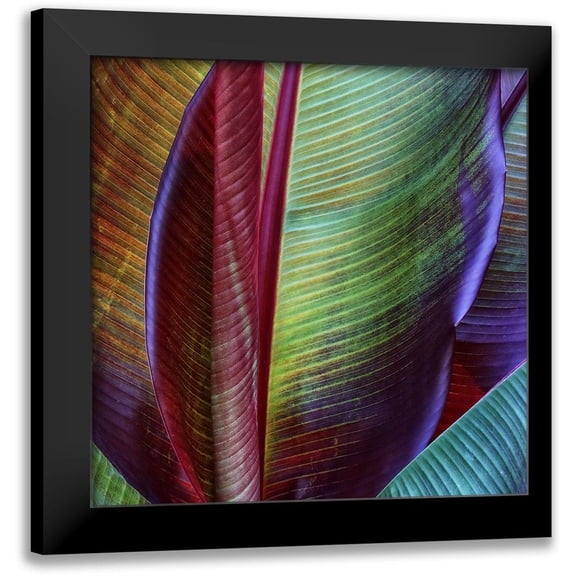 Casanova, Francois 12x12 Black Modern Framed Museum Art Print Titled - Banana Skin