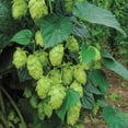thumbnail image 1 of Cascade Hops Vine Dormant Bare Root Starter Plant - 1 starter plant per offer, 1 of 5