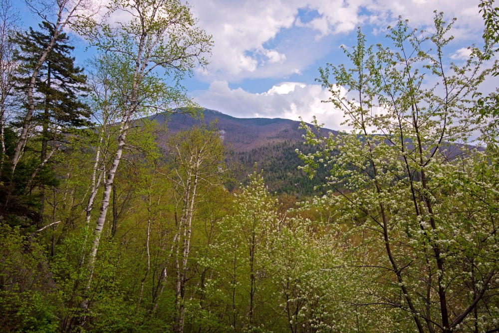 Cascade Mountain viewed through spring foliage Adirondack Park New York State USA Canvas Art - Panoramic Images (36 x 12)