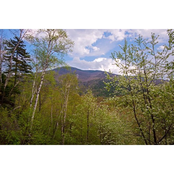 Cascade Mountain viewed through spring foliage Adirondack Park, New York State, USA Poster Print (27 x 9)