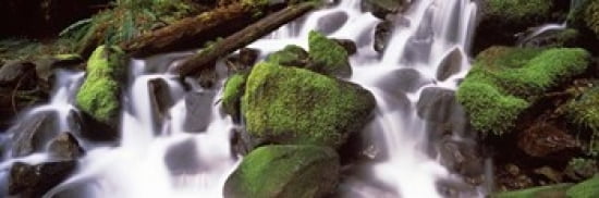 Cascading waterfall in a rainforest Olympic National Park Washington State USA Canvas Art - Panoramic Images (36 x 12)