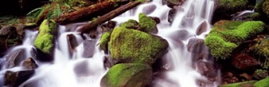 Cascading waterfall in a rainforest Olympic National Park Washington State USA Canvas Art - Panoramic Images (36 x 12)