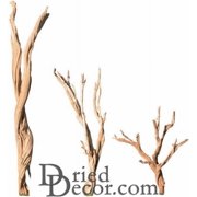 Case of 12 - 14-16 Inch Ghostwood Branches - Sandblasted for Floral Arrangement, Home and Holiday Décor