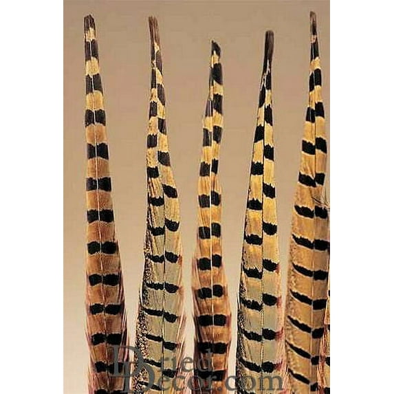 Case of 12 Bunches, Ringneck Pheasant Feathers 20 Inches for Hats, Costumes, Jewelry, Shoes and Clothing