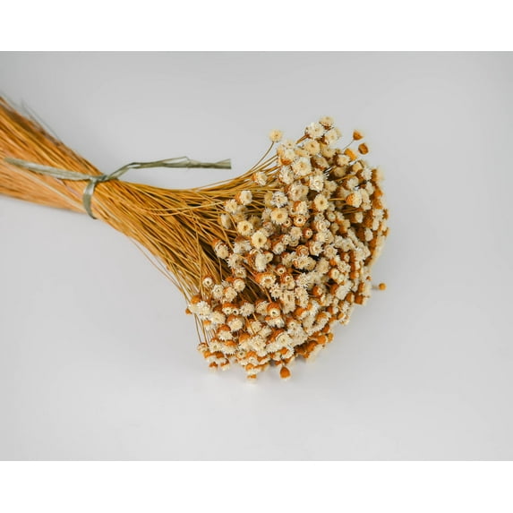 Case of 20 Bunches, Dried Happy Flower - Straw Flowers for Floral Arrangement, Season and Party Décor
