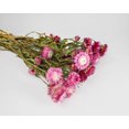 thumbnail image 1 of Case of 20 Bunches, Dried Straw Flowers - Pink for Home Decorations, Office Decor, and Parades, 1 of 1