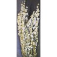 thumbnail image 1 of Case of 20 Bunches, Dried White Larkspur Flowers for Floral Arrangement, Season, Home and Holiday Décor, 1 of 1