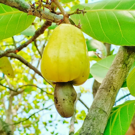 Cashew Live Plant, Yellow Cashew Tropical Live Fruit Tree, 4-9 '' Tall