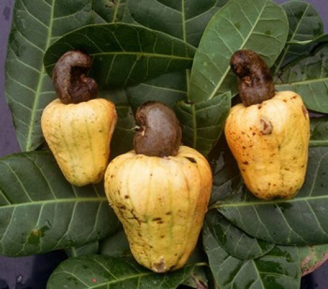 Cashew Nuts Thailand Canvas Art - Russell Gordon DanitaDelimont (26 x 23)