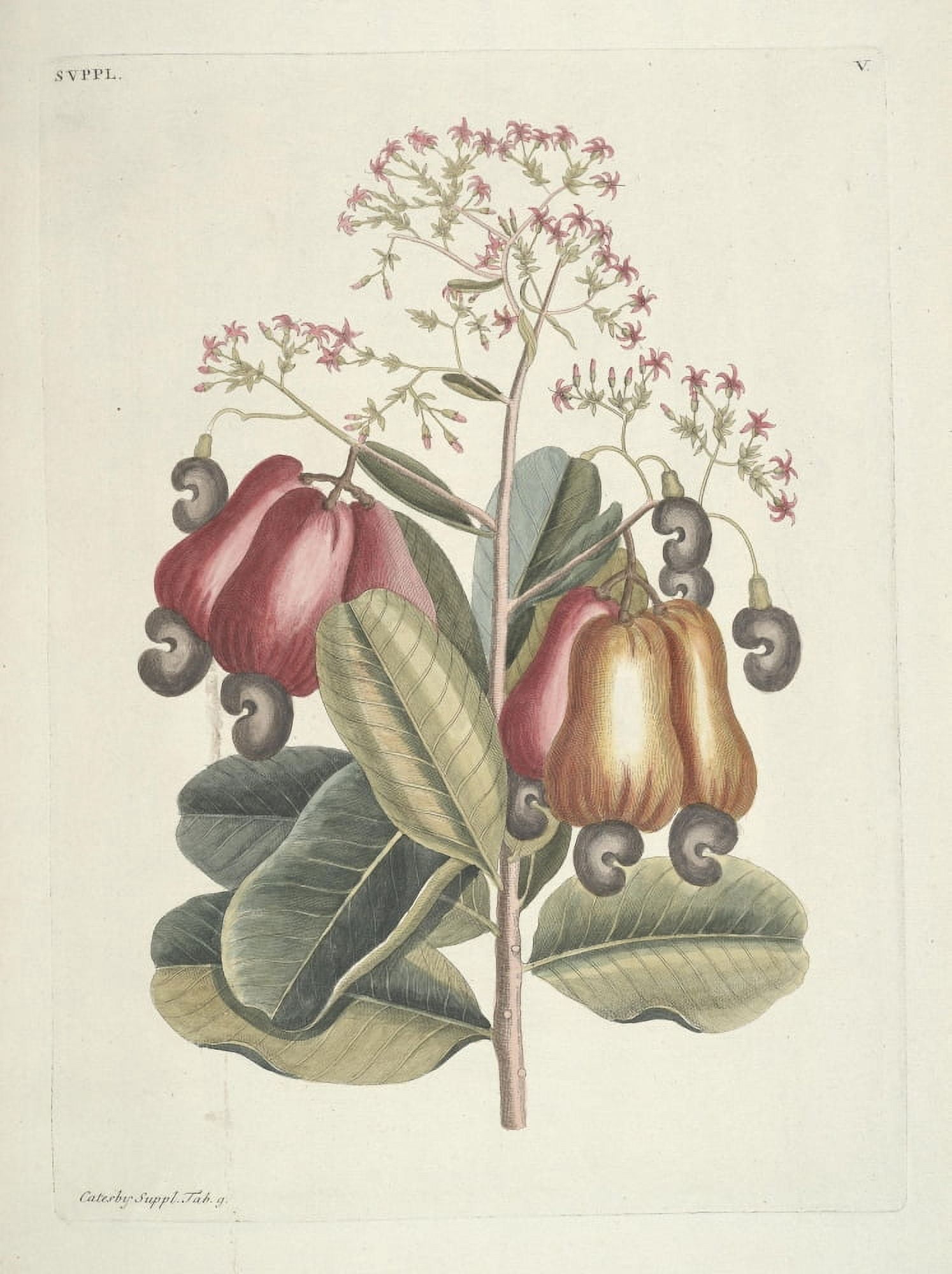 Cashew Tree Canvas Art - Mark Catesby (24 x 36)
