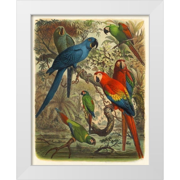 Cassel 15x18 White Modern Wood Framed Museum Art Print Titled - Cassel Tropical Birds III