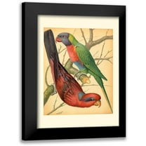 Cassell 11x14 Black Modern Framed Museum Art Print Titled - Cassells Parrots IV