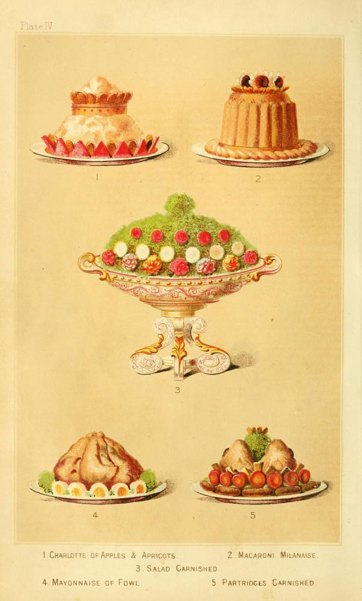 Cassells Dictionary of Cookery 1892 Charlotte Macaroni Salad Fowl & Partridges Canvas Art -  (18 x 24)
