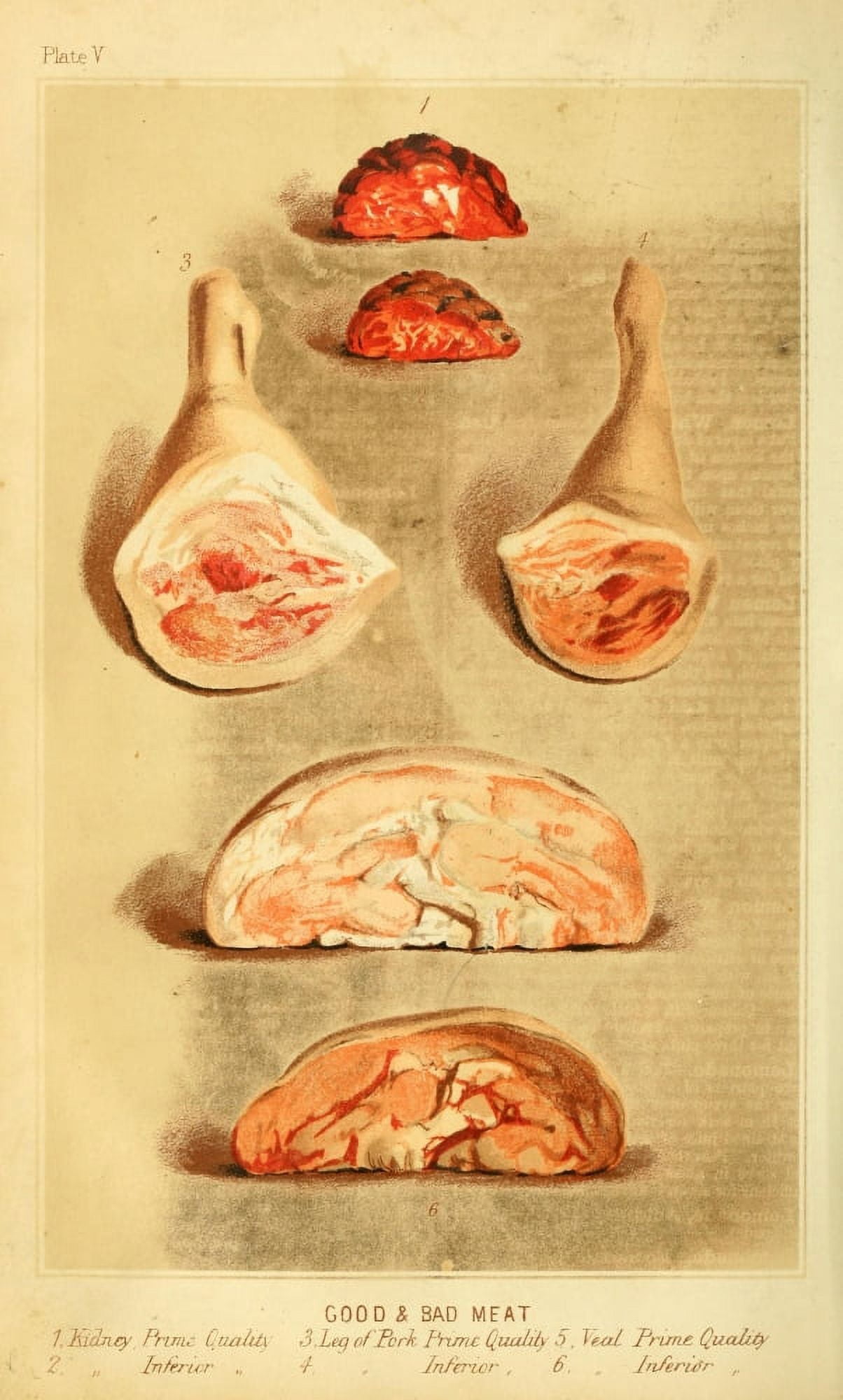 Cassells Dictionary of Cookery 1892 Good & Bad Meat 2 Canvas Art - (24 x 36)