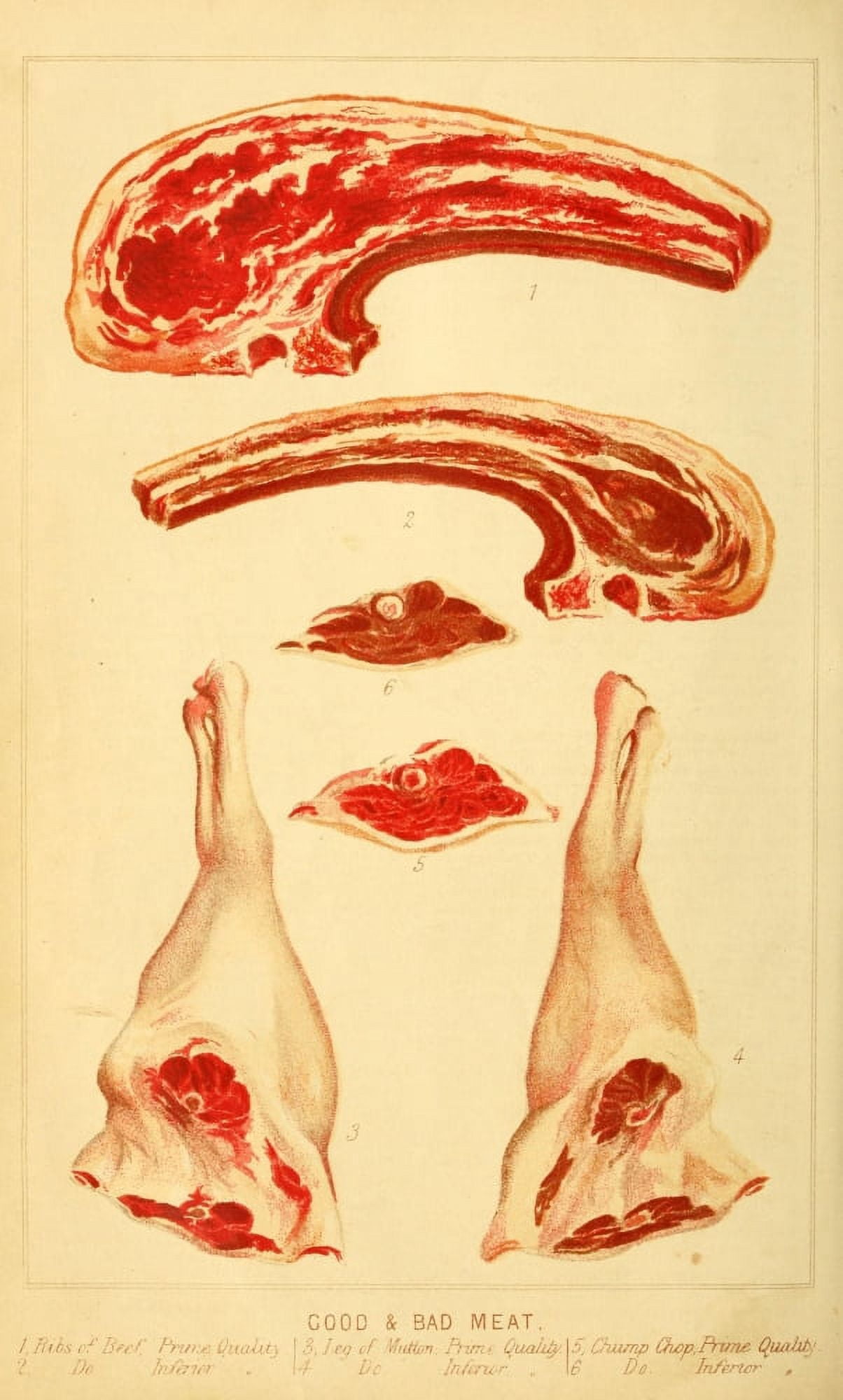 Cassells Dictionary of Cookery 1892 Good & Bad Meat Canvas Art - (24 x 36)