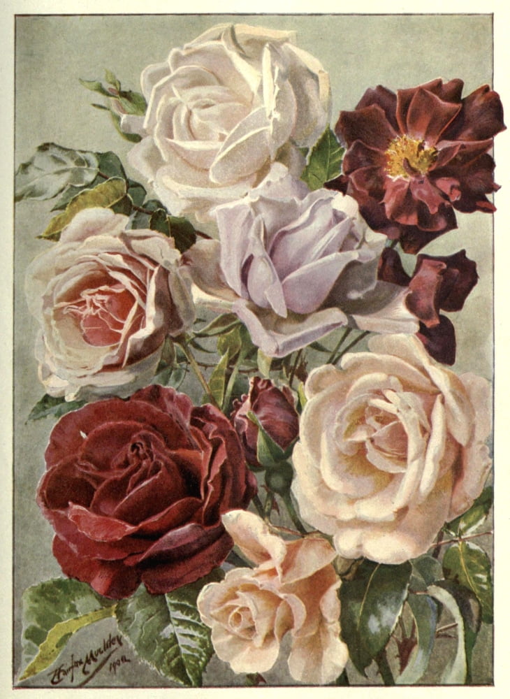 Cassells Dictionary of Practical Gardening 1902 Daffodils Canvas Art - Louis F Muckley (18 x 24)