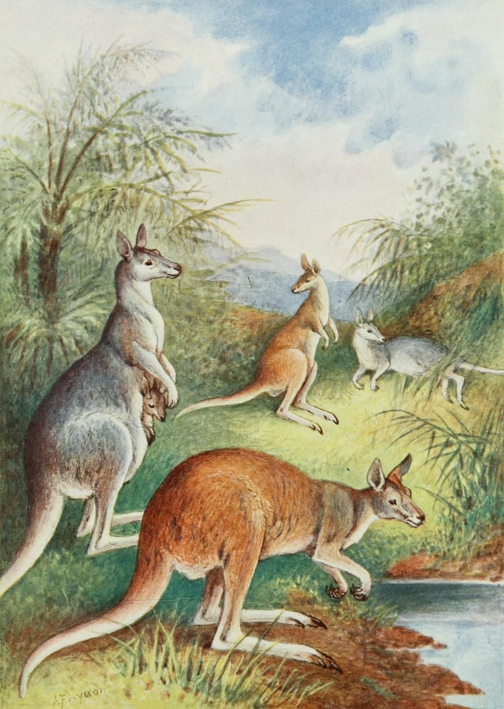 Cassells Popular Science Kangaroos Canvas Art - AF Lydon (18 x 24)