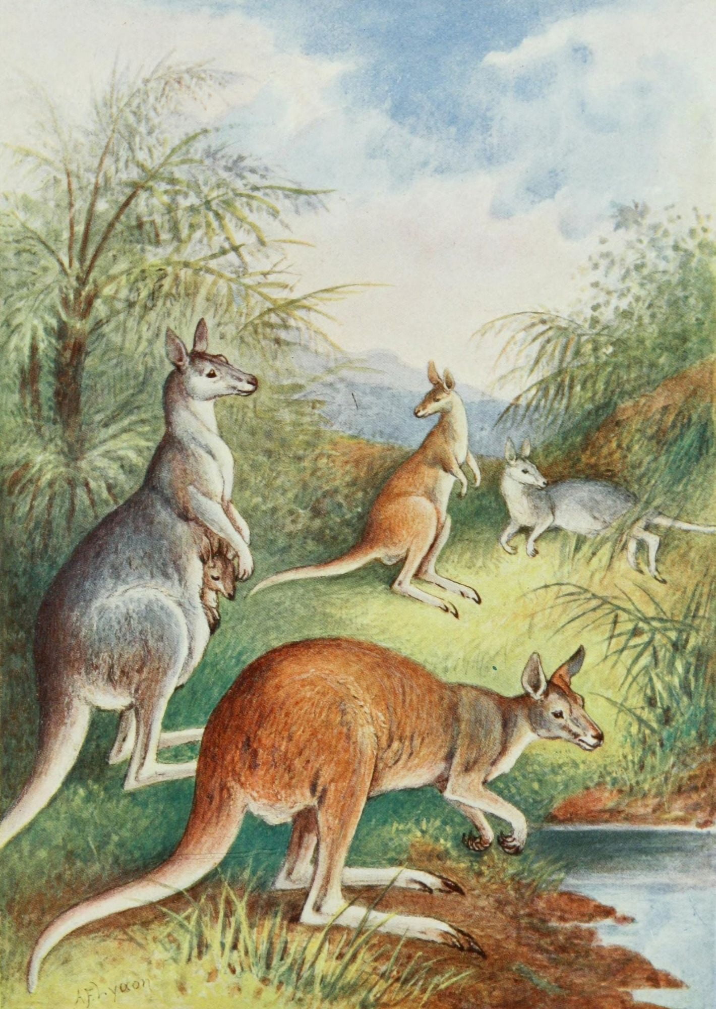 Cassells Popular Science Kangaroos Canvas Art - AF Lydon (24 x 36)