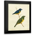 thumbnail image 1 of Cassin 15x18 Black Modern Framed Museum Art Print Titled - Peruvian Tanager I, 1 of 5