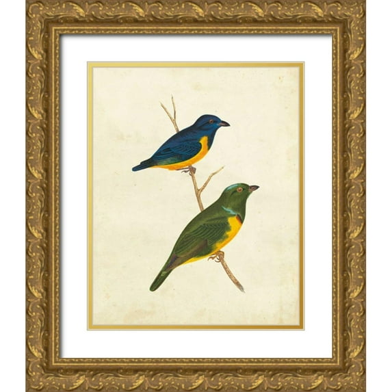 Cassin 20x24 Gold Ornate Wood Framed with Double Matting Museum Art Print Titled - Peruvian Tanager I