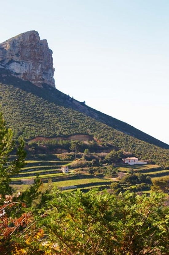 Cassis Cliff Sea and Vineyards on the Slope Canvas Art - Per Karlsson DanitaDelimont (18 x 27)