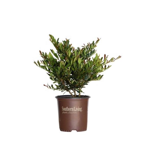 Southern Living Cast in Bronze Distylium Live Shrub in 2-Gallon Grower Pot