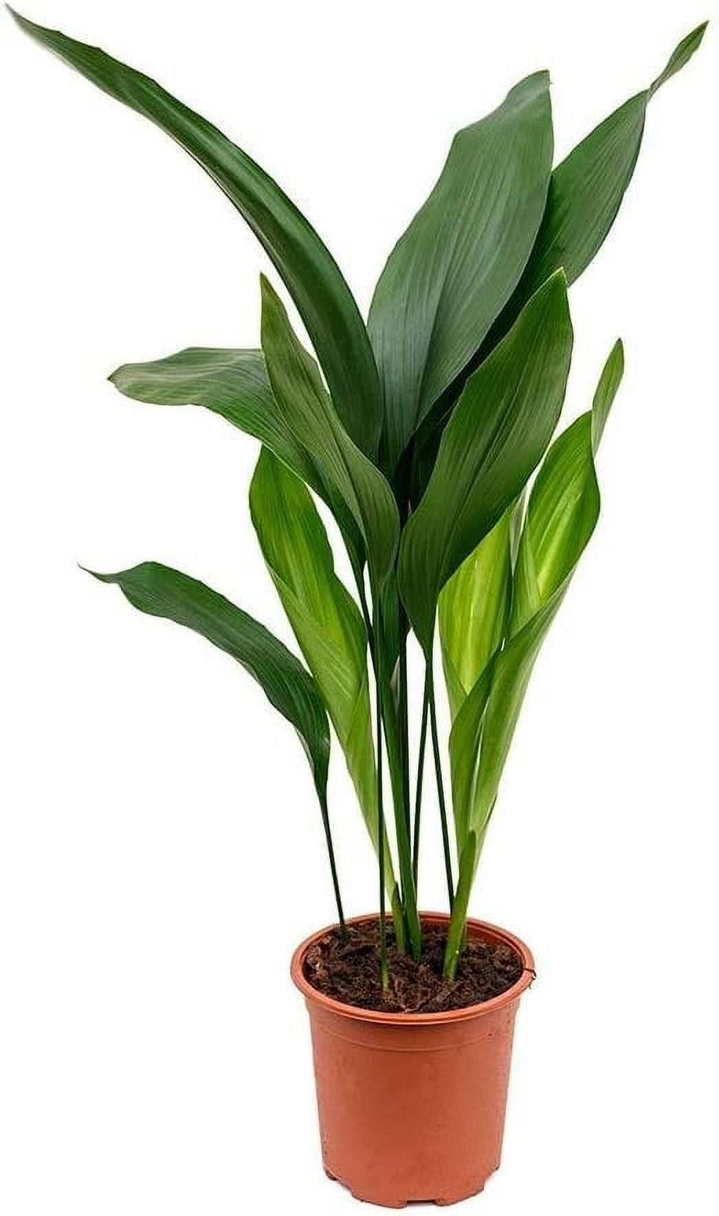 Cast Iron Plant - 3 Live Plants in 6 Inch Pots - Aspidistra Elatior - Beautiful Florist Quality Indoor or Outdoor Plant