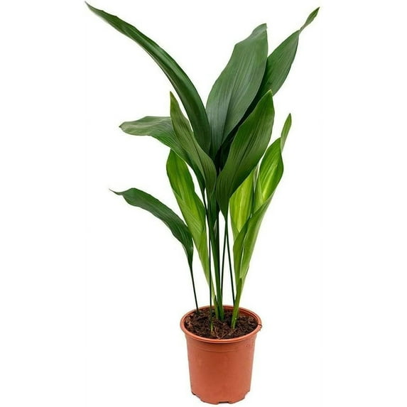 Cast Iron Plant - Live Plant in a 6 Inch Pot - Aspidistra Elatior - Beautiful Florist Quality Indoor or Outdoor Plant