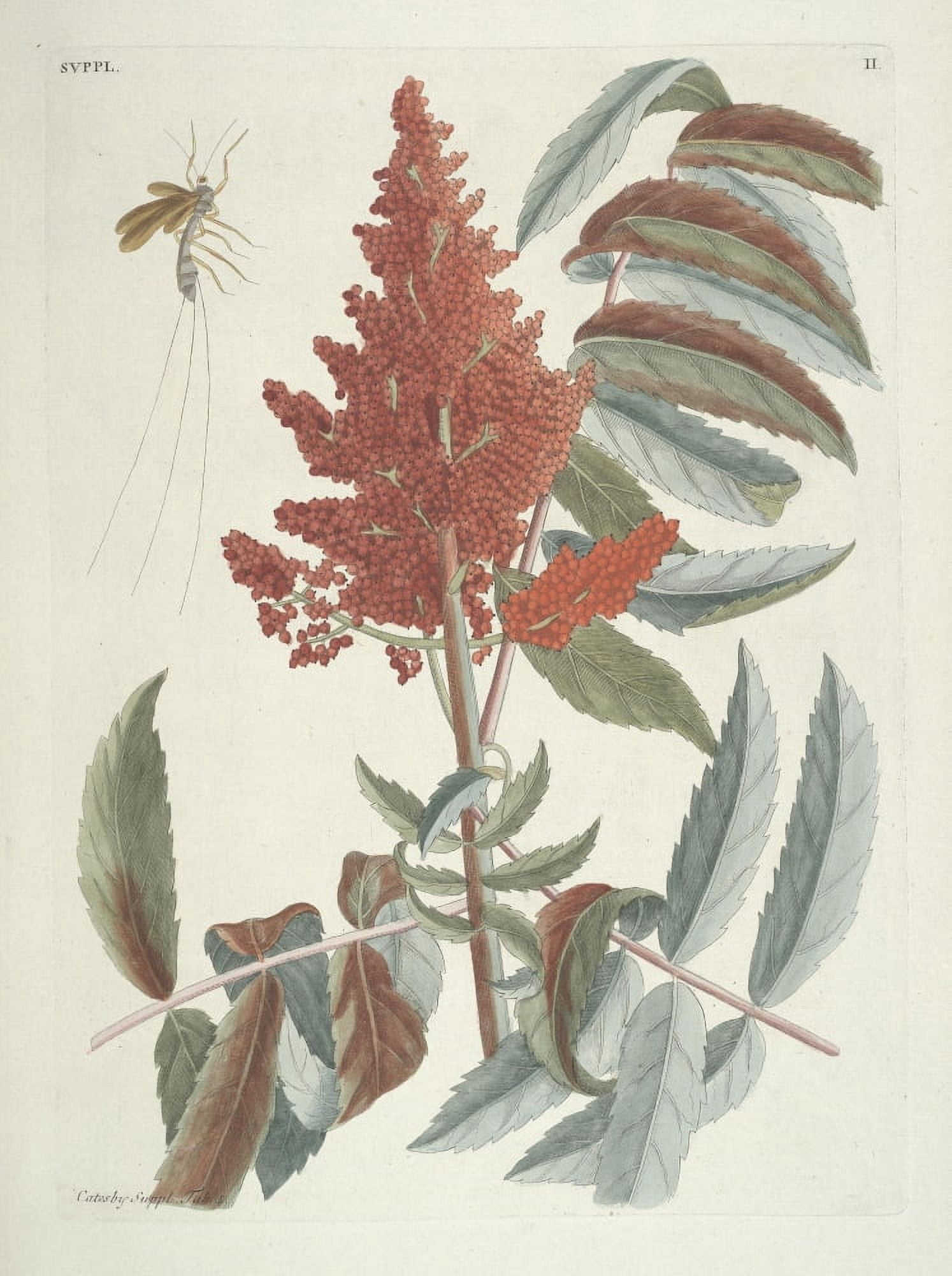 Castanea Pumila Canvas Art - Mark Catesby (18 x 24)