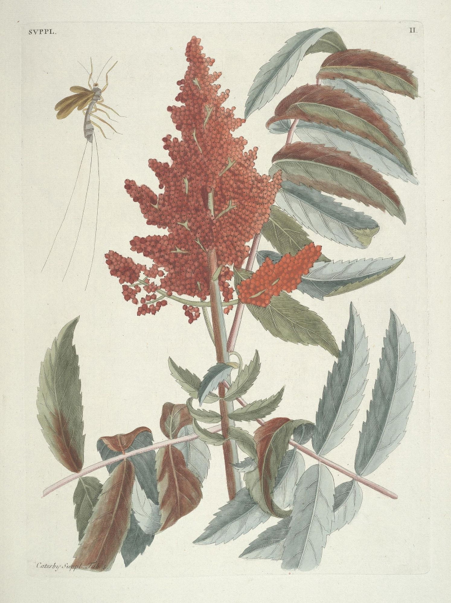 Castanea Pumila Canvas Art - Mark Catesby (24 x 36)