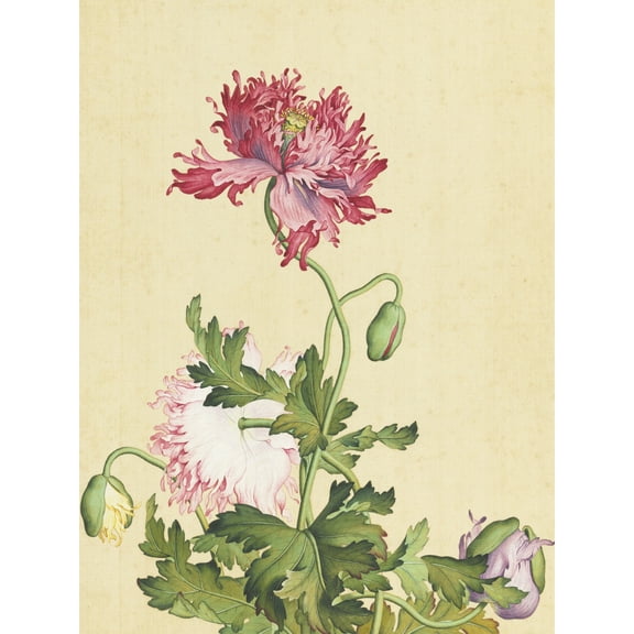 Castiglione Opium Poppy Flower Painting Extra Large Art Print Wall Mural Poster Premium XL