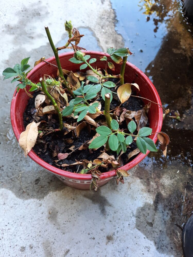 Castilian Rose Plant, A Type of Damask Rose, Rooted, Sent Bare Root