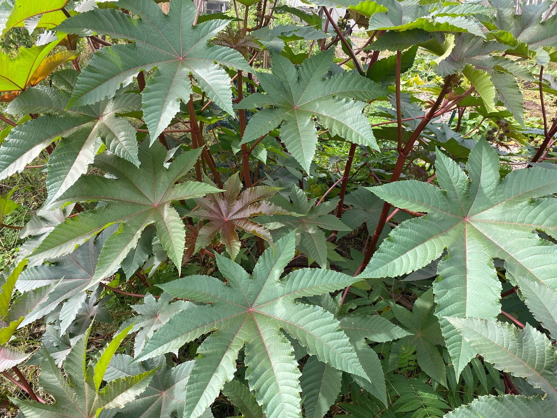 Sherwood's Seeds Tropical Plant 5 Castor Bean Plant Seeds, Heirloom Rare Seeds