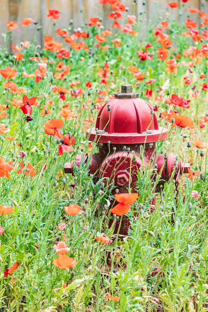 CastrovilleTexasUSAPoppies and fire hydrant in the Texas Hill