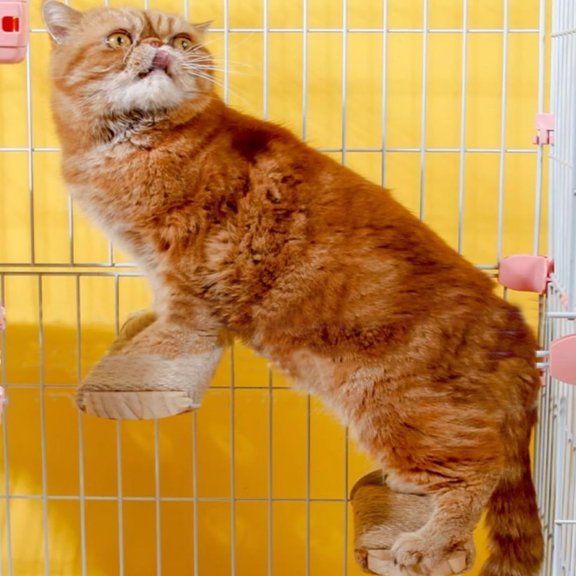 Cat Climbing Steps Scratching Tree - 2pcs Scratching Steps Sisal Hemp Cage Shelf Ladder Pets Perch Furniture Inside The cage with Install Screws (M)