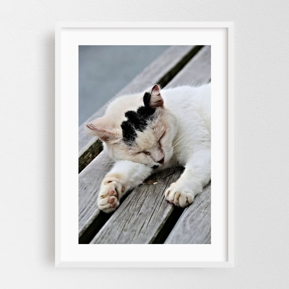 Cat Dreaming - Photography Cat Animal Wildlife Rustic Nature Portrait White Framed Wall Art Print 24 x 36 inches