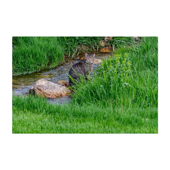 Cat Enjoying a Beautiful Spring Afternoon in PA - Pennsylvania Photography Cat Animal Wildlife Nature Landscape Garden Unframed Wall Art Print 4 x 6 inches